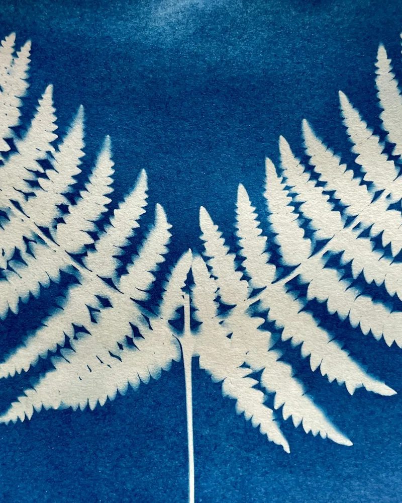 Frondes de helecho en blanco sobre un fondo azul intenso, obtenidas por contacto directo sobre papel sensibilizado.